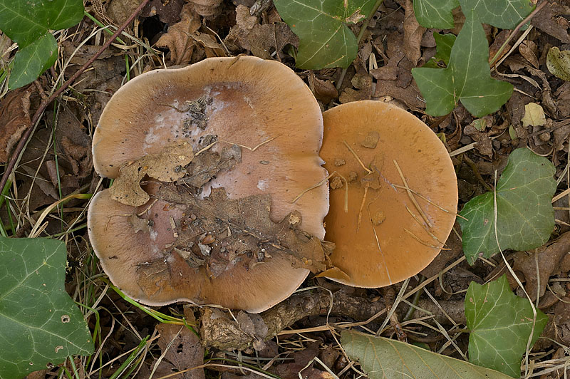 Cortinarius (subgenus Phlegmacium) collocandoides